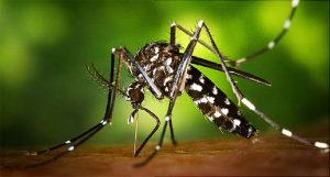 General Health Risks: Zika Virus