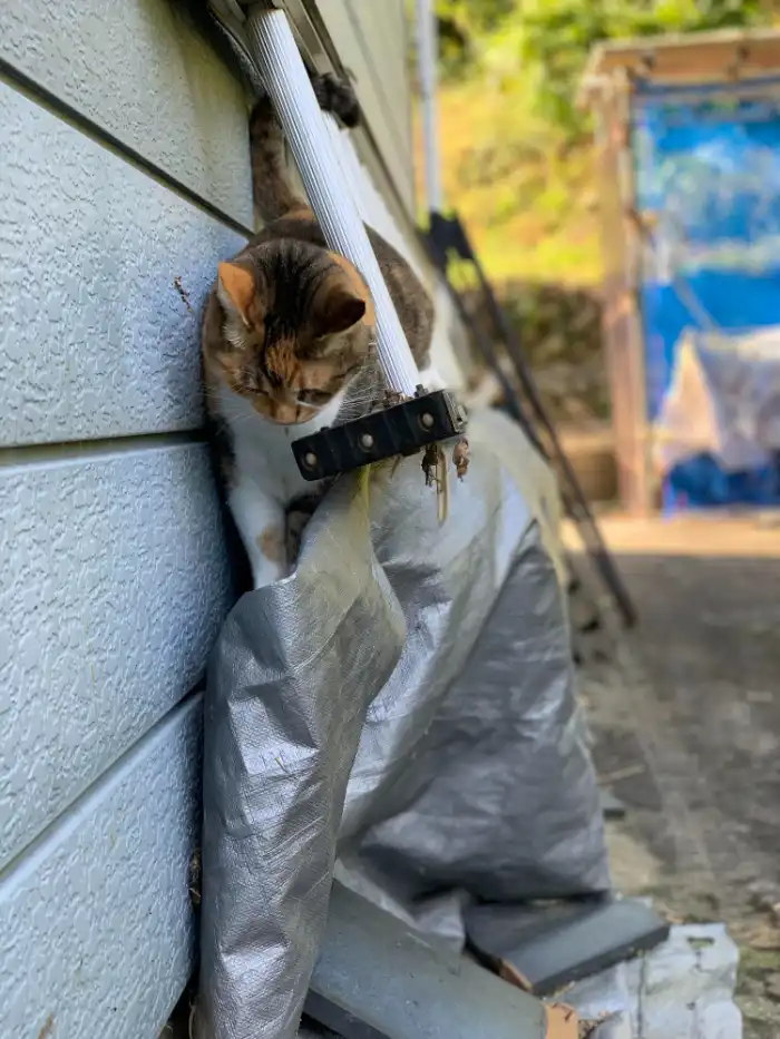 Cat Control in Manila