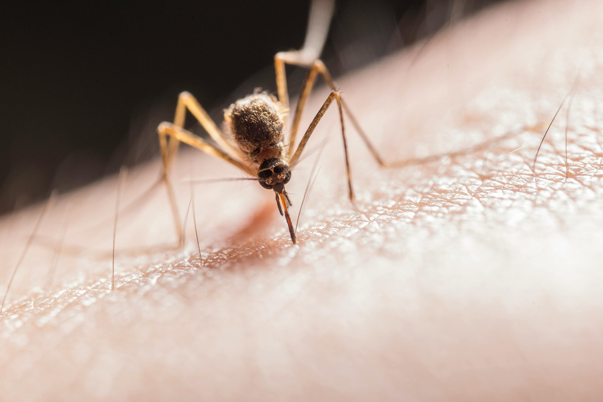 Battling the Buzz: 4 Effective Mosquito Control in Manila