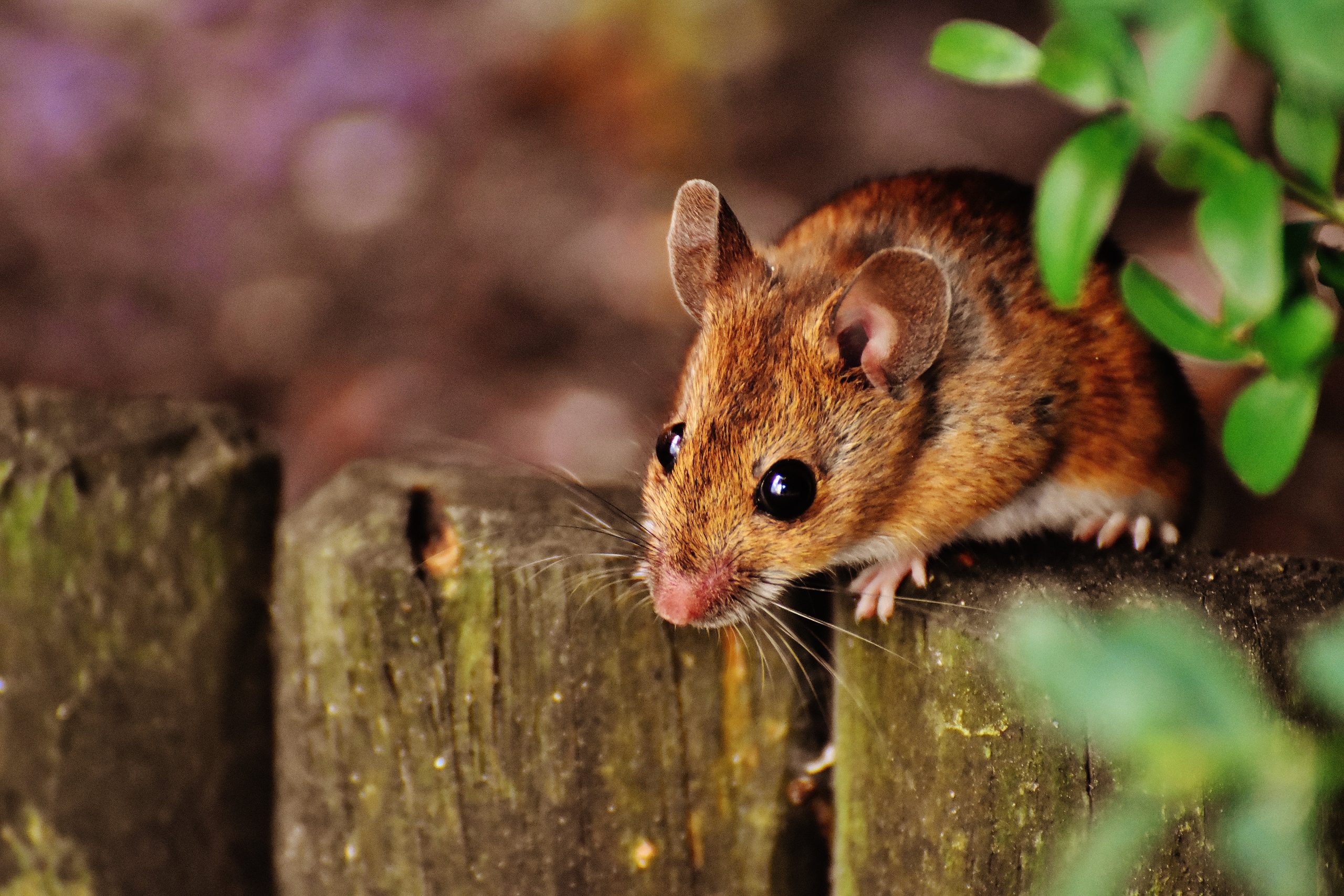 4 Effective Strategies for Urban Rat Control in Manila