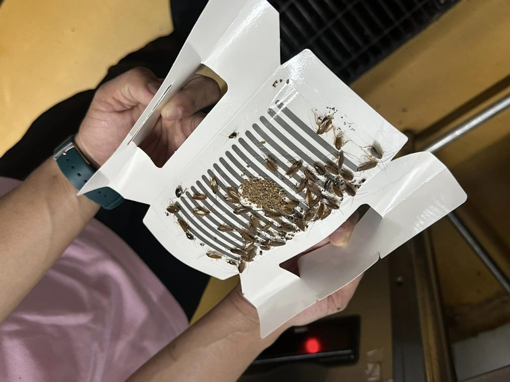 Termite Control in Alabang Protecting Your Home from Infestation MR