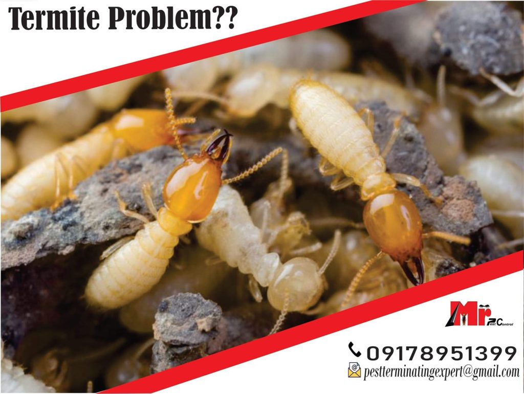 Winning The War On Termites: Effective Strategies Termite Control In ...