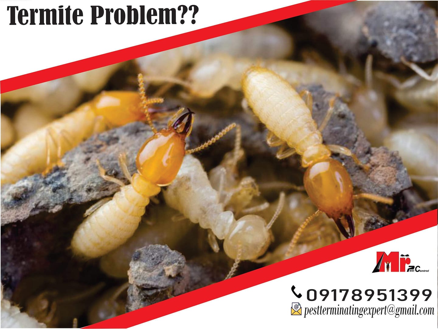 Winning The War On Termites: Effective Strategies Termite Control In Manila