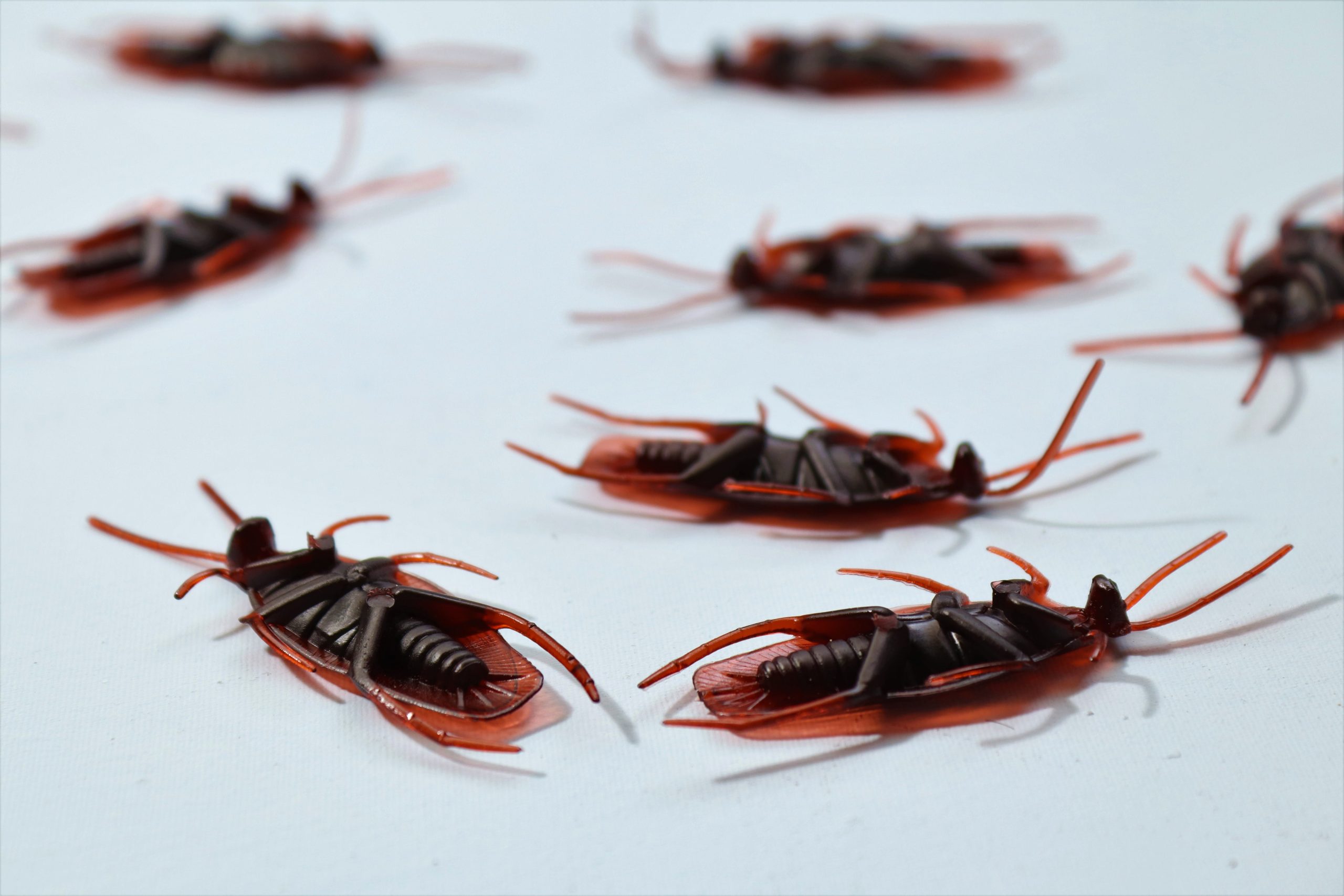 Conquering Cockroaches: 2 Proven Cockroach Control in Manila