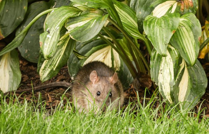 Outsmarting Rodents: Advanced Rat Control in Manila Techniques