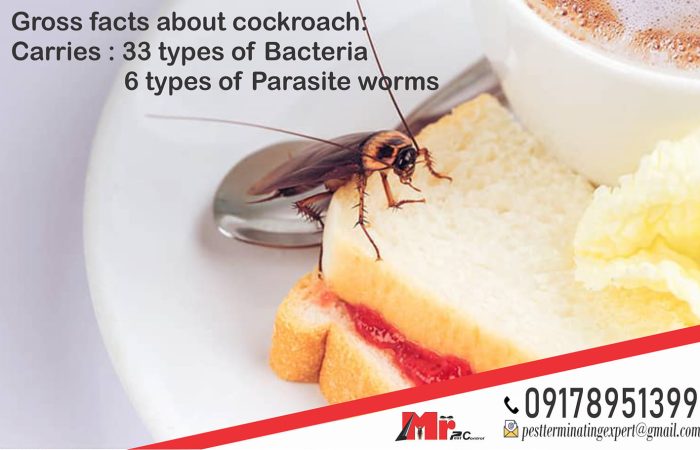 Cockroach Control in Manila: Understanding and Solving the Problem