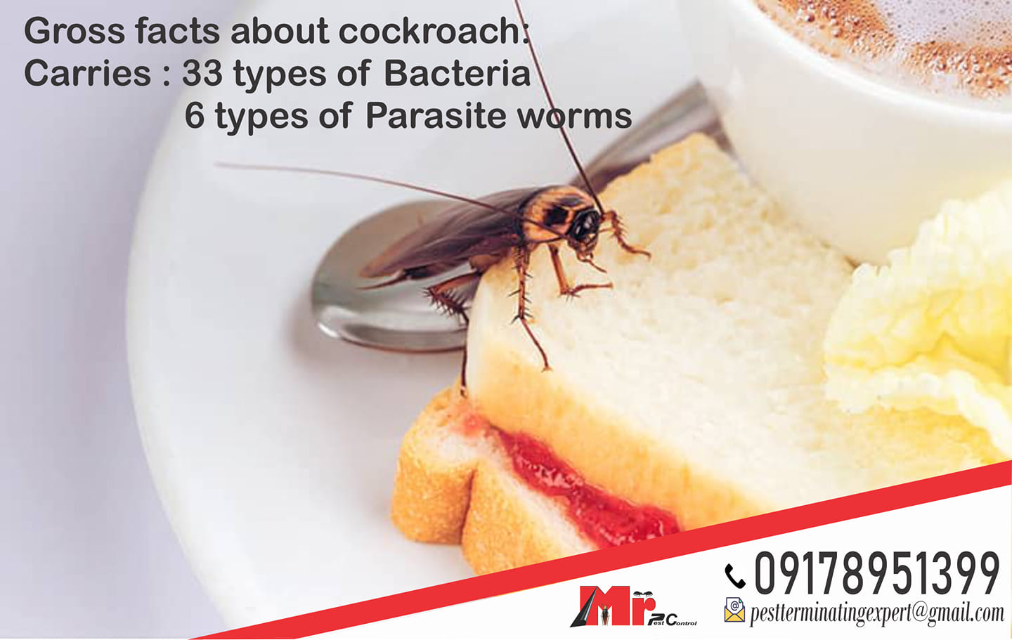 Discover the insidious nature of cockroach infestation in Manila and learn effective solutions with MR Pest Control's expert services for cockroach control in Manila.