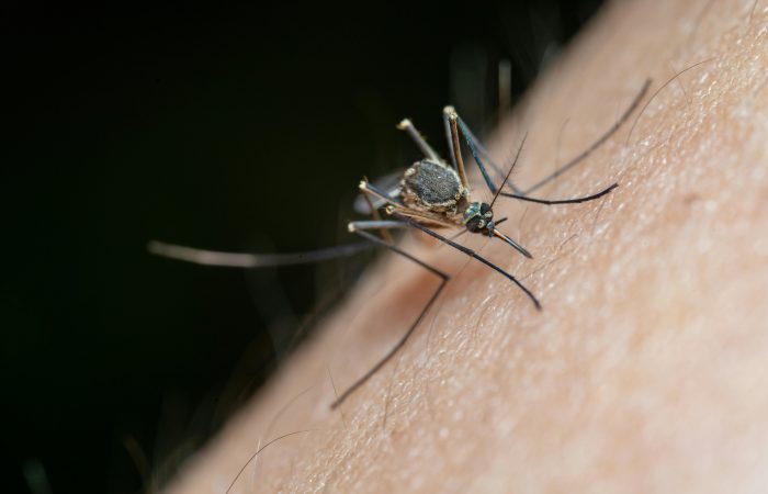 Guide to Mosquito Control in Manila: Tips and Techniques