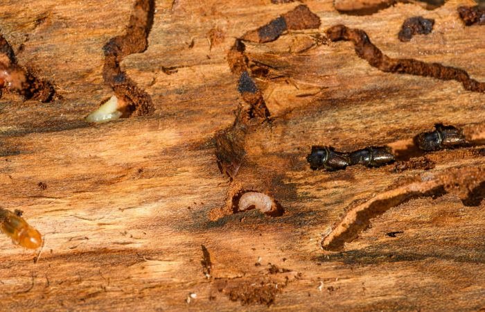 The Homeowner’s Handbook to Termite Control in Alabang