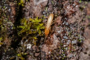 Termite control in Alabang