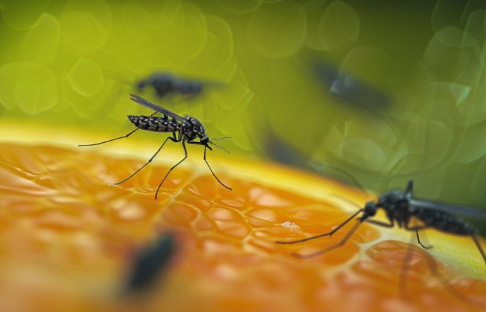 Understanding Mosquito Control in Manila: Best Practices and Local Solutions