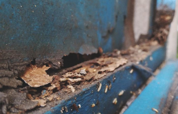 The Ultimate Guide to Termite Control in Manila