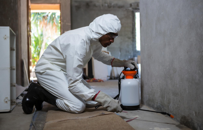 Effective Termite Control in Alabang: Protect Your Home from Costly Damages