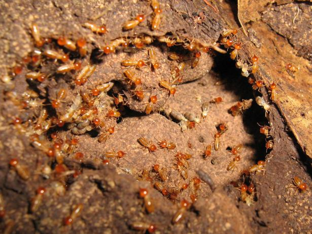 termite control in manila