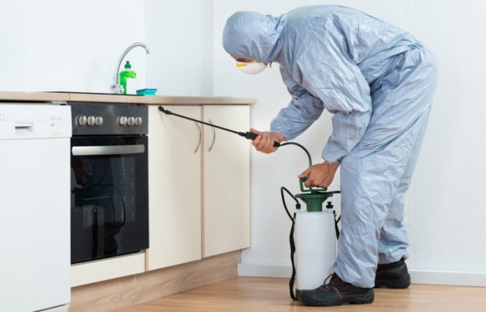 Top 5 Pest Control in Quezon City Solutions : Keeping Your Home Bug-Free