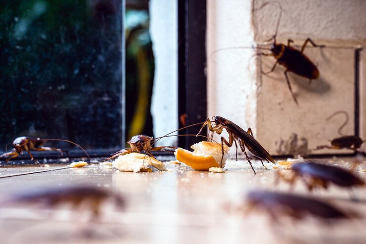 Discover why pests are most active during the dry season and how MR Pest Control can help you protect your home or business. Learn effective pest control tips!