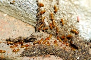 termite control in makati