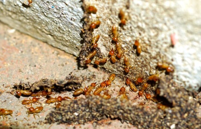 Effective Termite Control in Makati: Protecting Your Home from Silent Invaders