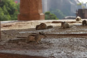 Pest Control Services in Makati